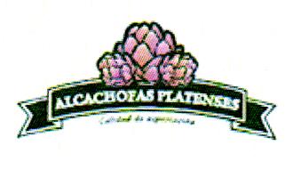 ALCACHOFAS PLATENSES CALIDAD DE EXPORTACION