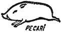 PECARI