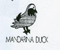 MANDARINA DUCK