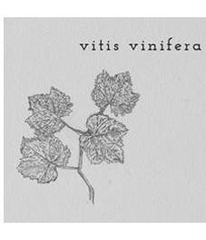 VITIS VINIFERA