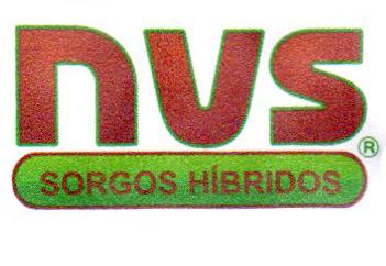 NVS SORGOS HÍBRIDOS