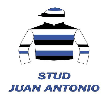 STUD JUAN ANTONIO