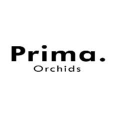 PRIMA ORCHIDS