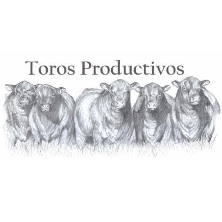 TOROS PRODUCTIVOS