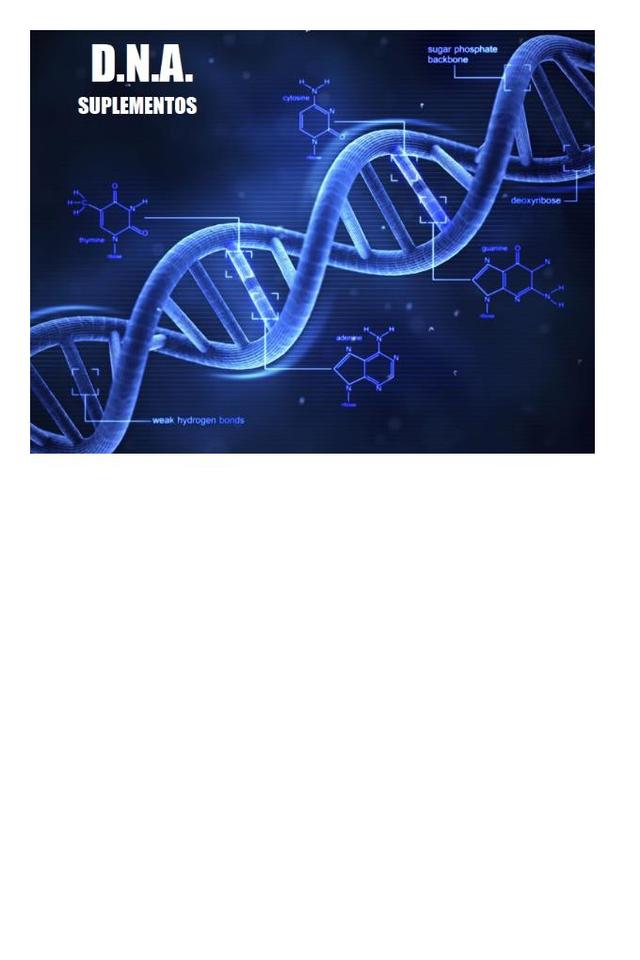 D.N.A. SUPLEMENTOS SUGAR PHOSPHATE BACKBONE WEAK HYDROGEN BONDS
