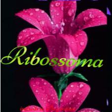 RIBOSSOMA