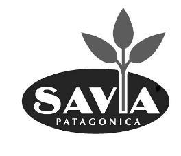 SAVIA PATAGONICA