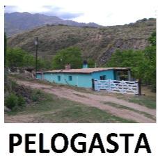 PELOGASTA